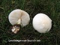 Leucoagaricus leucothites-amf1222